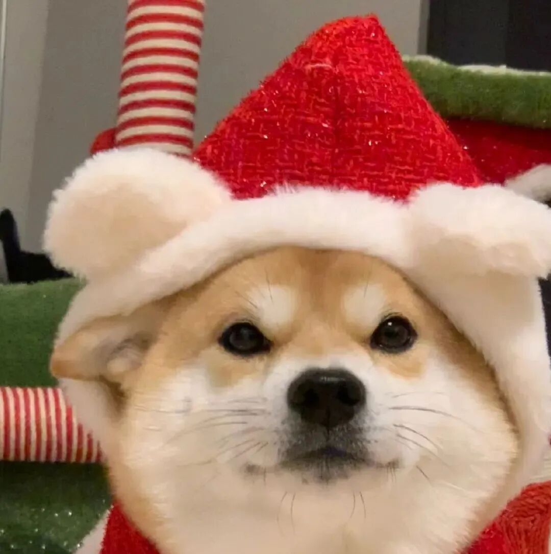 可爱圣诞节柴犬狗狗萌宠头像