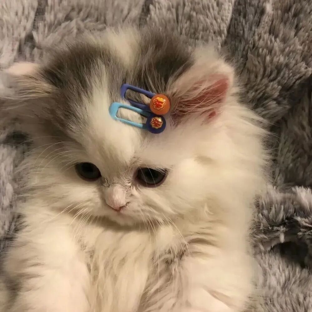 萌宠 萌宠头像  小猫头像 可爱 可爱头像
