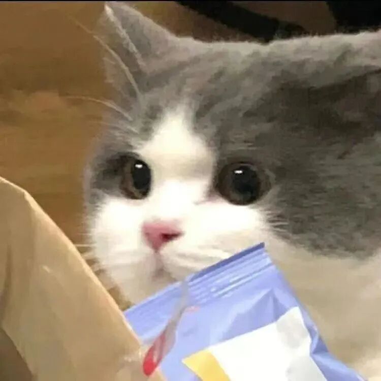 萌宠 萌宠头像 小猫头像 可爱 可爱头像