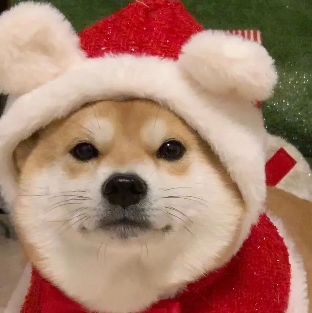 可爱圣诞节柴犬狗狗萌宠头像