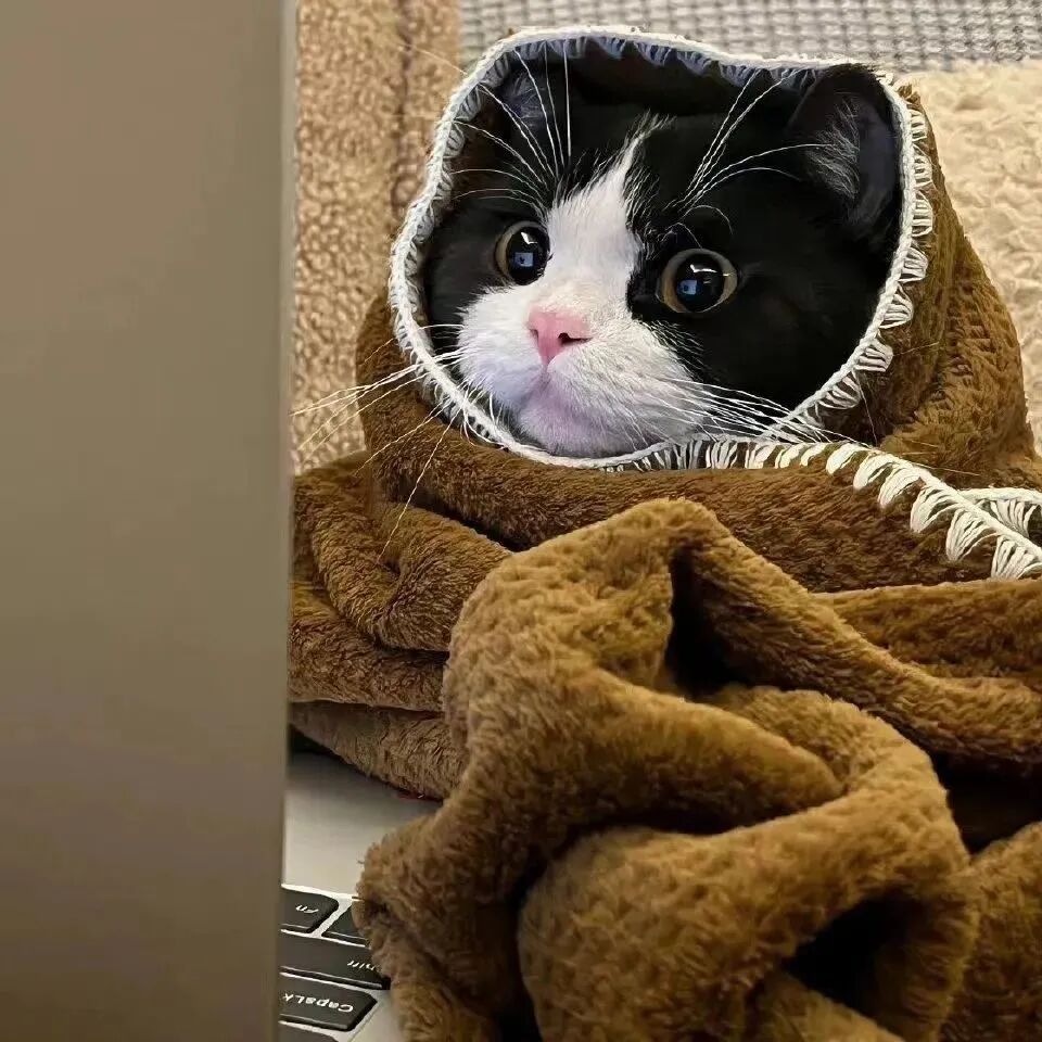 萌宠 萌宠头像 小猫头像 可爱 可爱头像