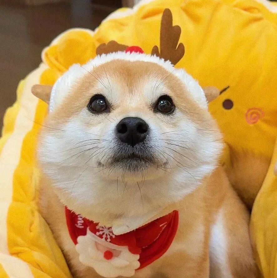 可爱圣诞节柴犬狗狗萌宠头像