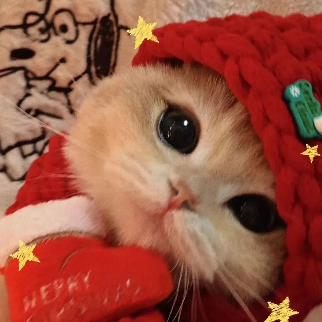 圣诞节猫咪萌宠头像