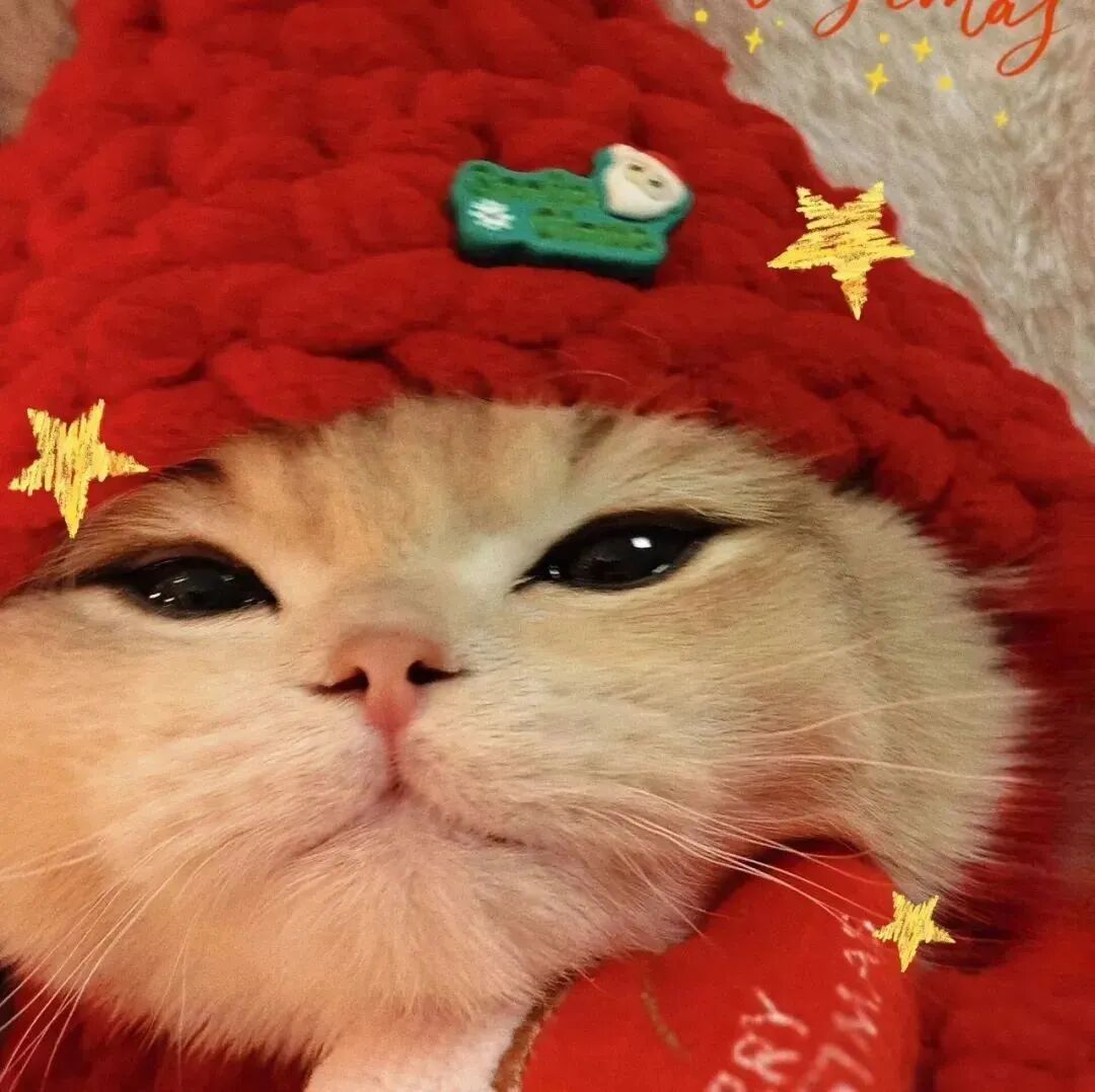 圣诞节猫咪萌宠头像
