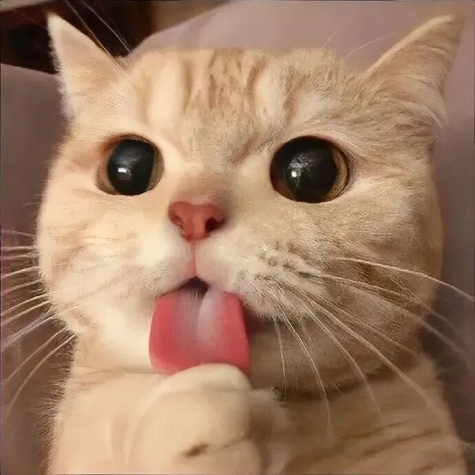 猫咪萌宠头像