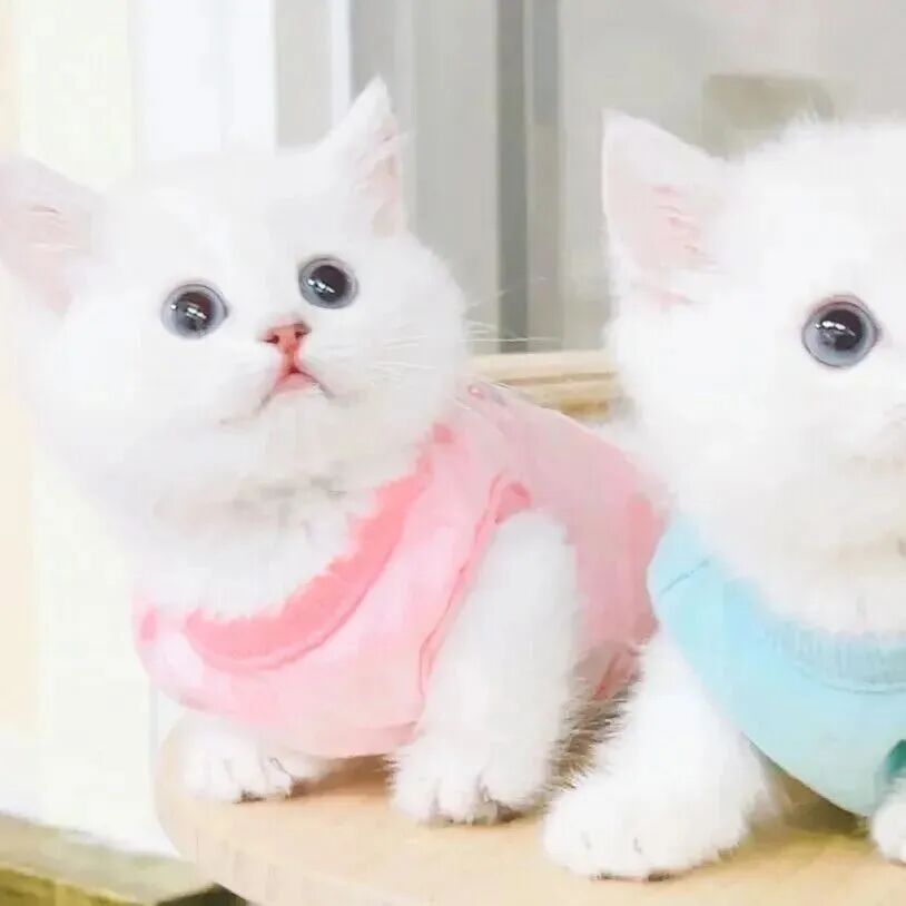lanyanbhmaozizhouyu可爱猫咪萌宠情侣头像