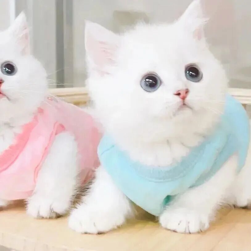 lanyanbhmaozizhouyu可爱猫咪萌宠情侣头像