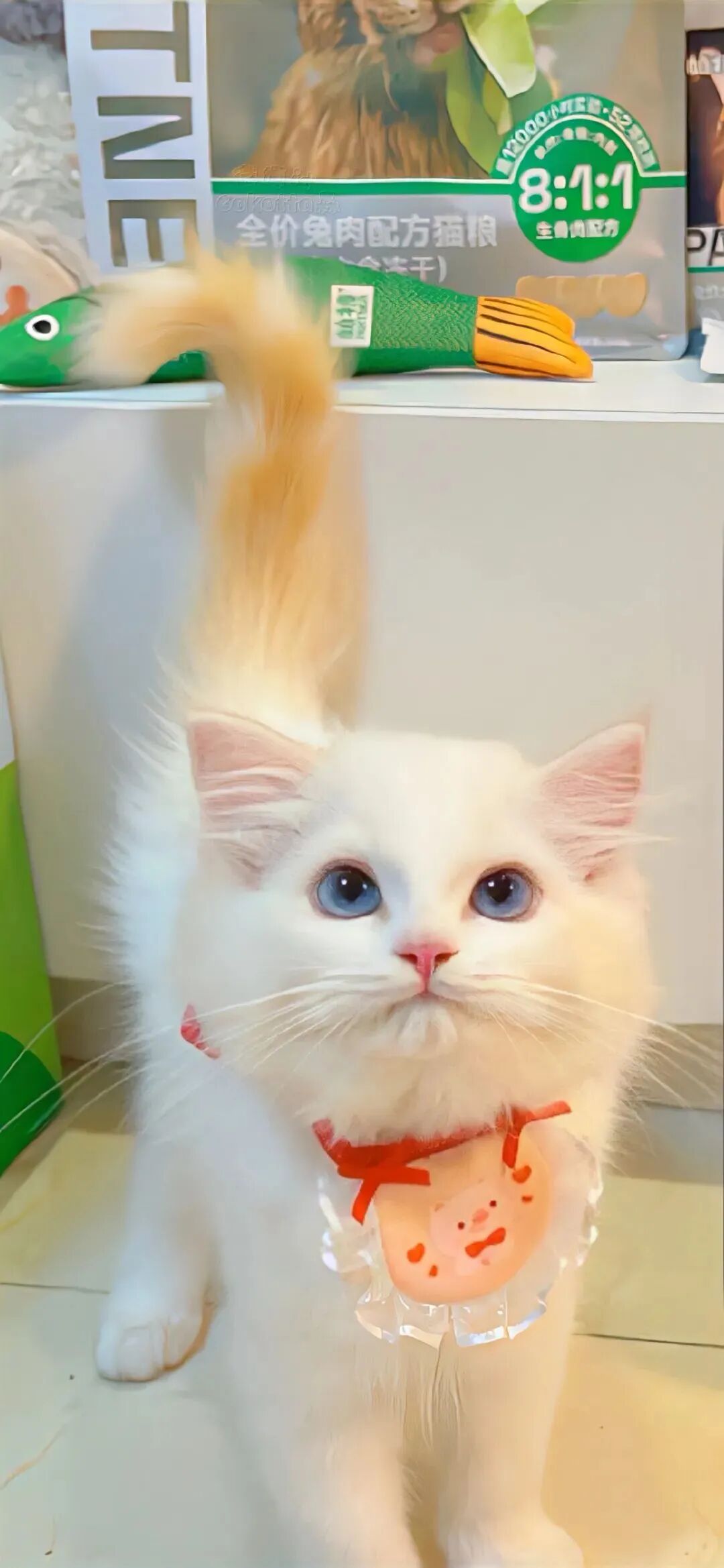 可爱猫咪萌宠壁纸