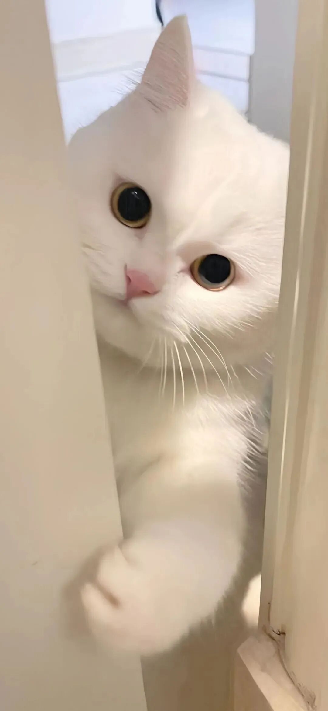 可爱猫咪萌宠壁纸