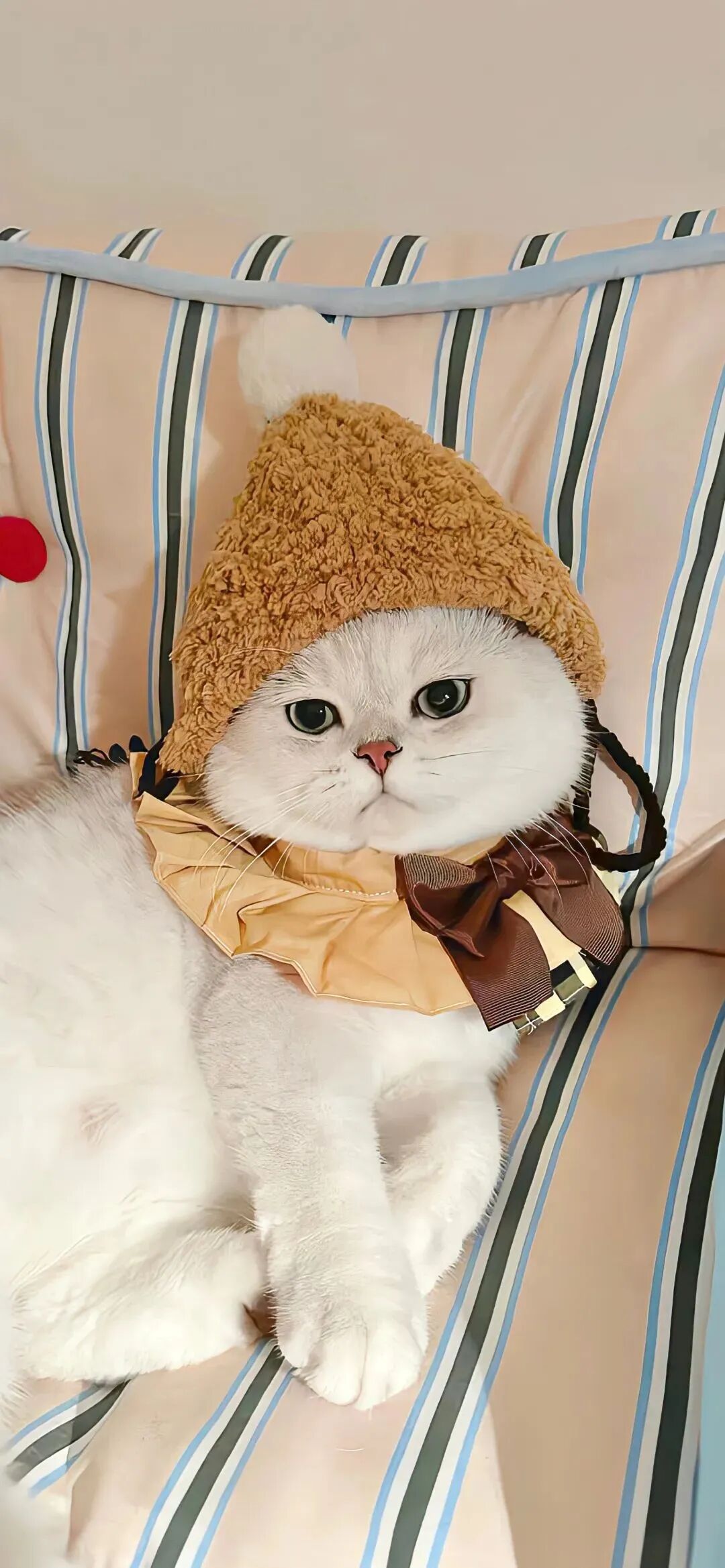 可爱猫咪萌宠壁纸