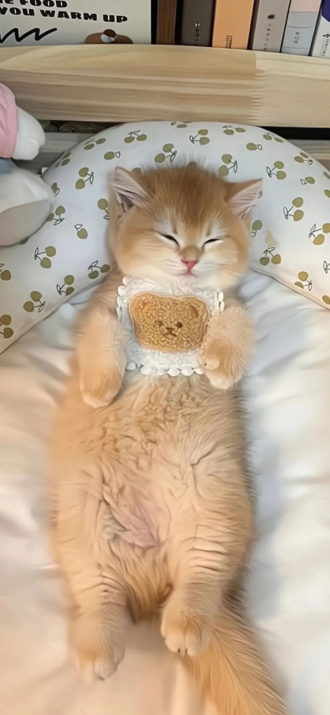 可爱猫咪萌宠壁纸