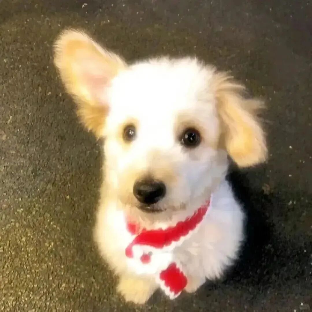 狗狗萌宠头像