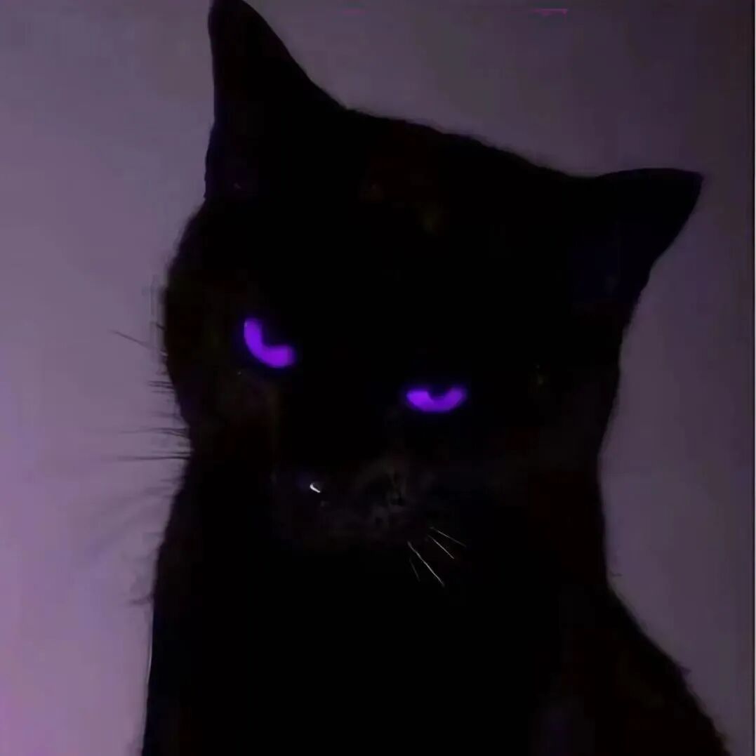 冷酷猫咪萌宠头像