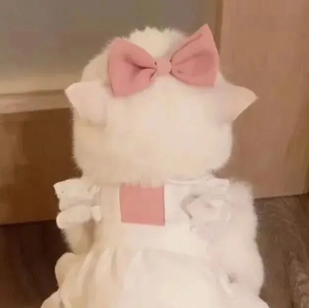 可爱猫咪萌宠头像