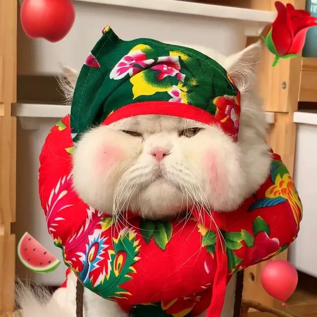可爱猫咪萌宠头像