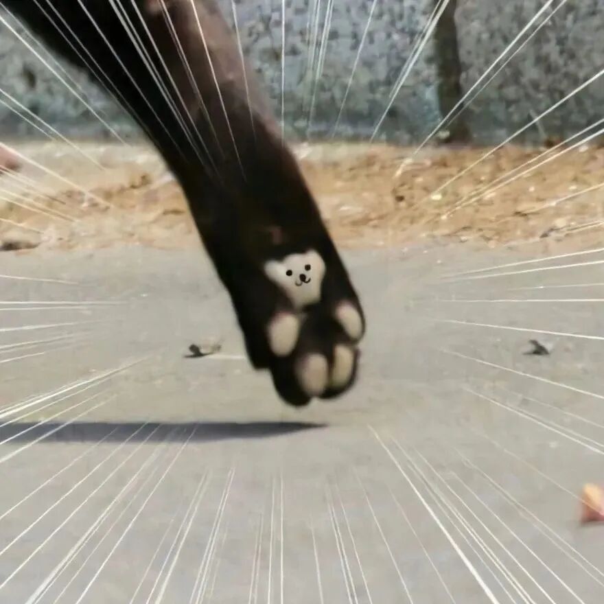 沙雕搞怪猫咪情侣头像