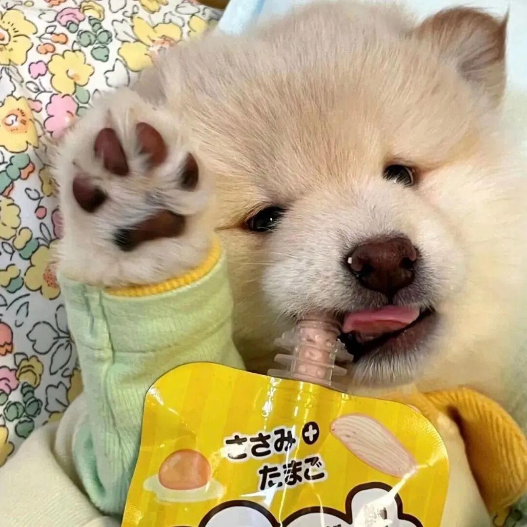喝饮料狗狗萌宠头像