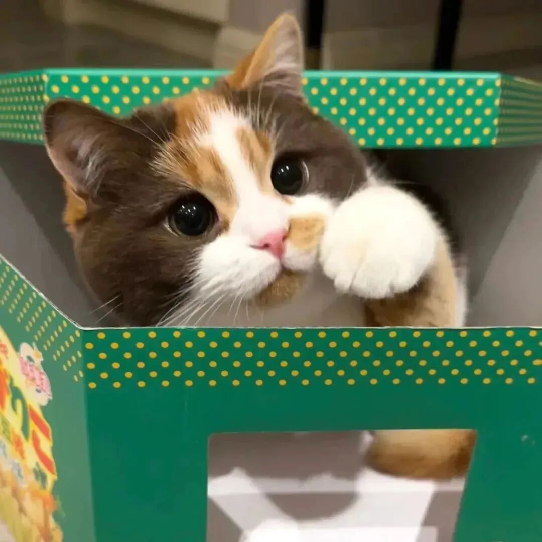 猫咪萌宠头像