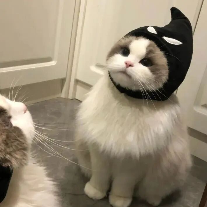 可爱猫咪萌宠头像