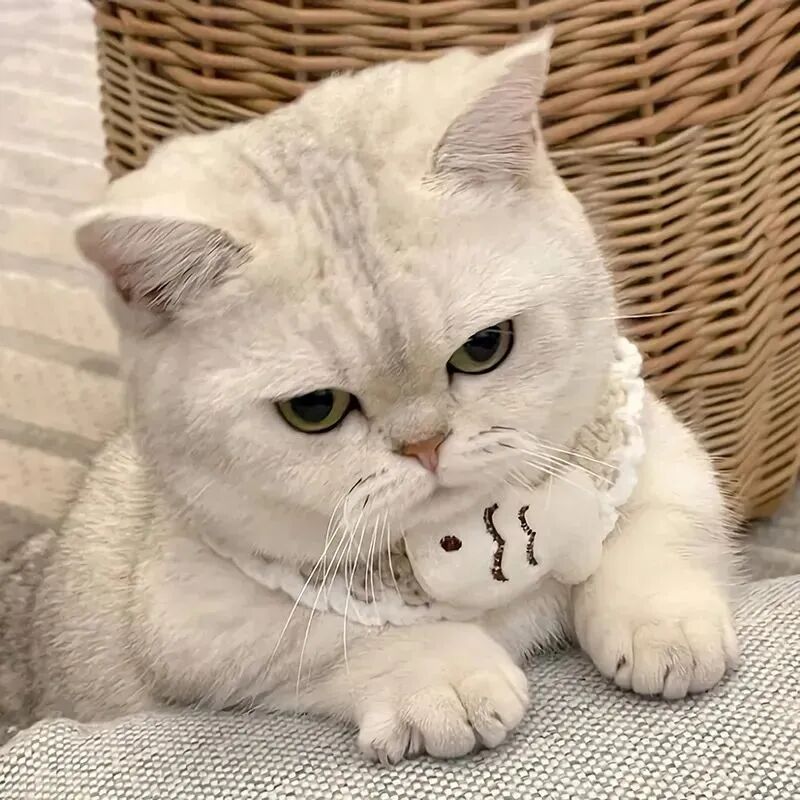 猫咪萌宠头像