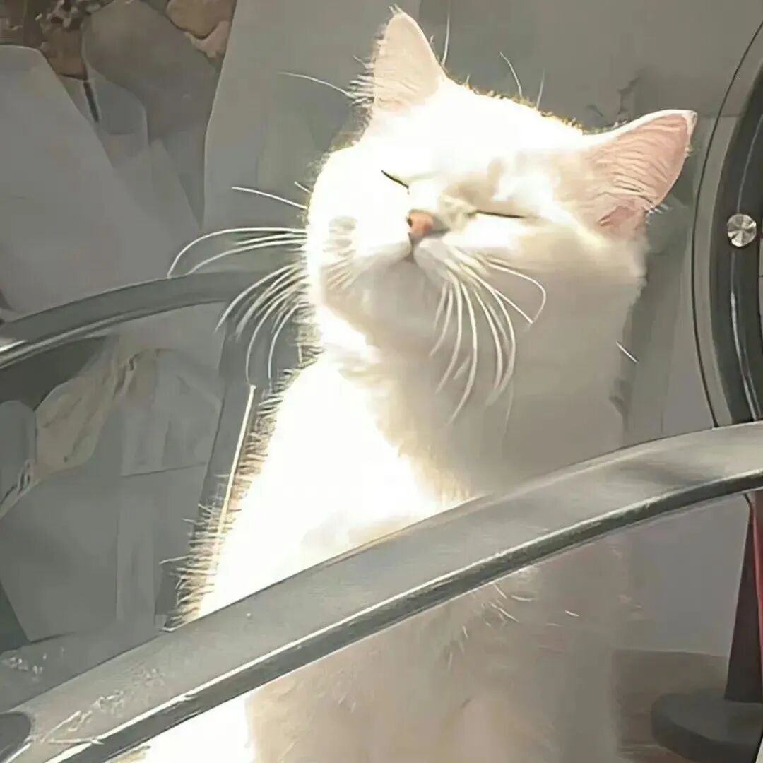 光感猫咪萌宠头像
