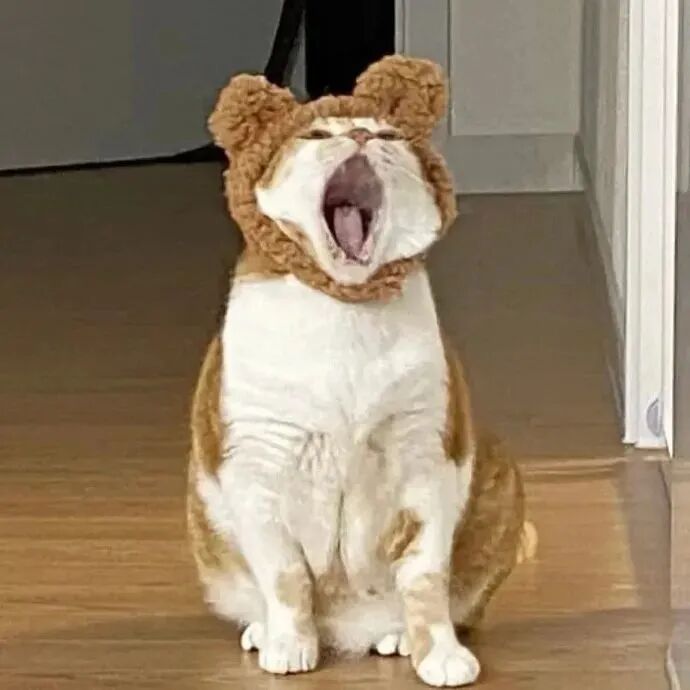 可爱猫咪萌宠头像