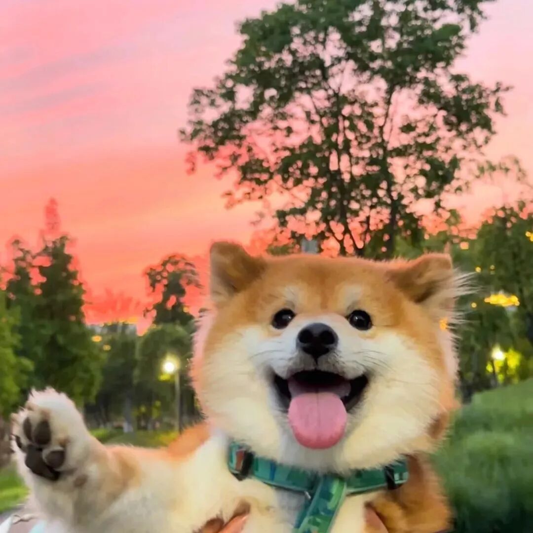 狗狗萌宠头像