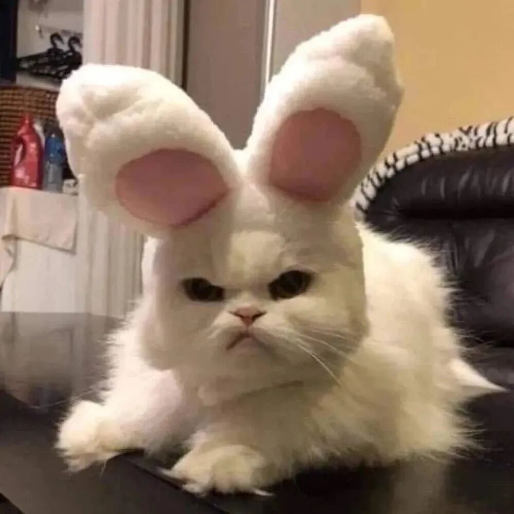 搞怪可爱猫咪萌宠头像
