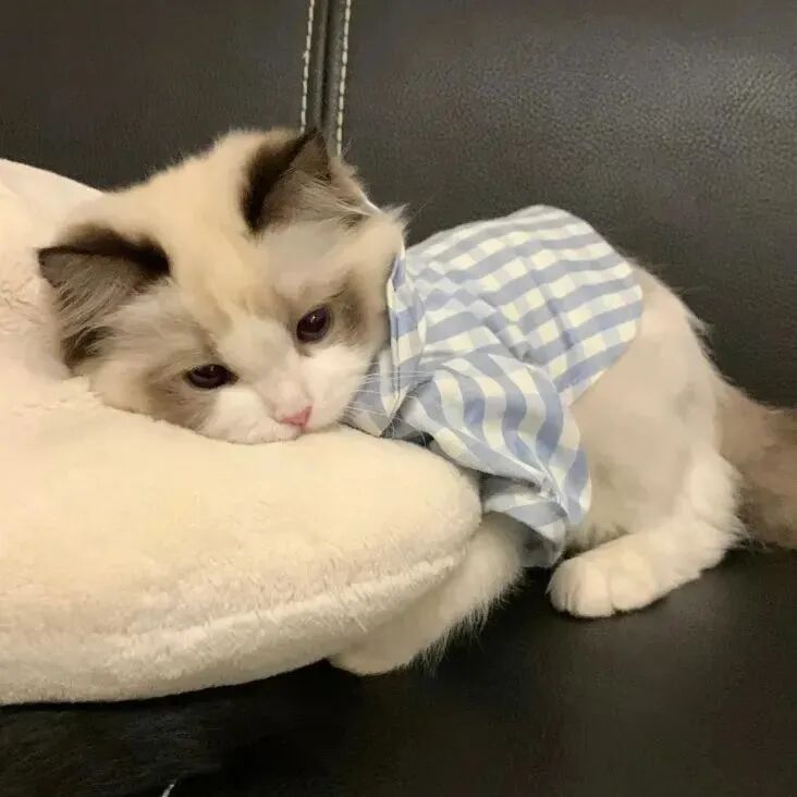 可爱猫咪萌宠头像