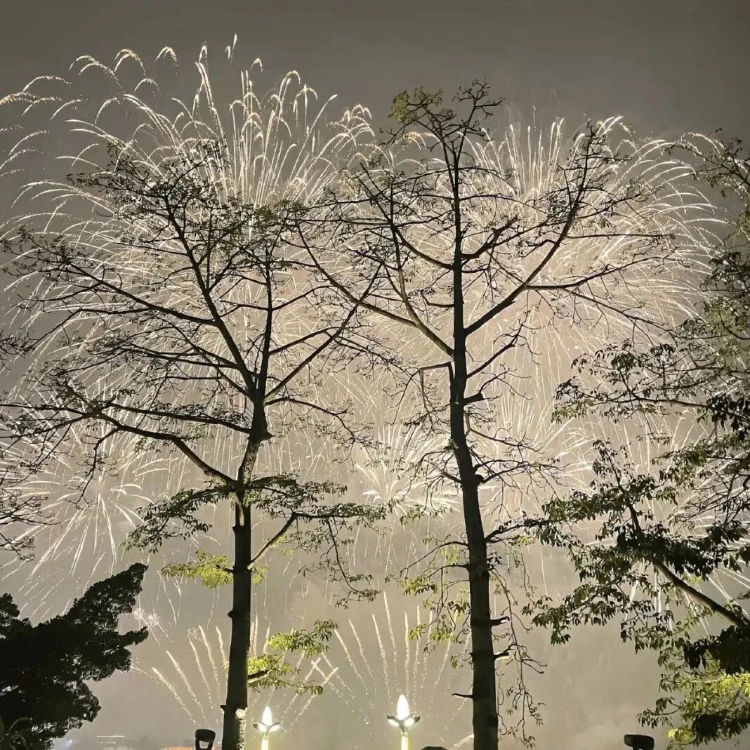 夜晚树木背景图