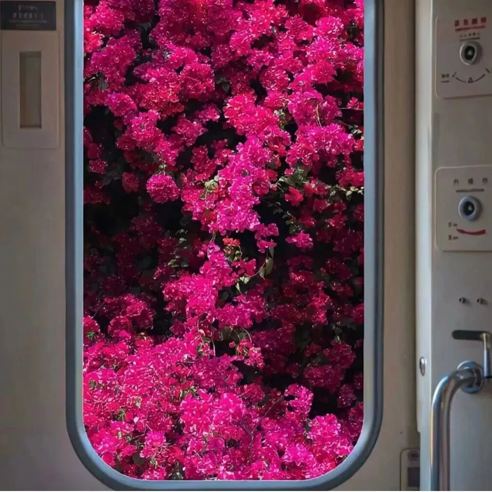 鲜花背景图