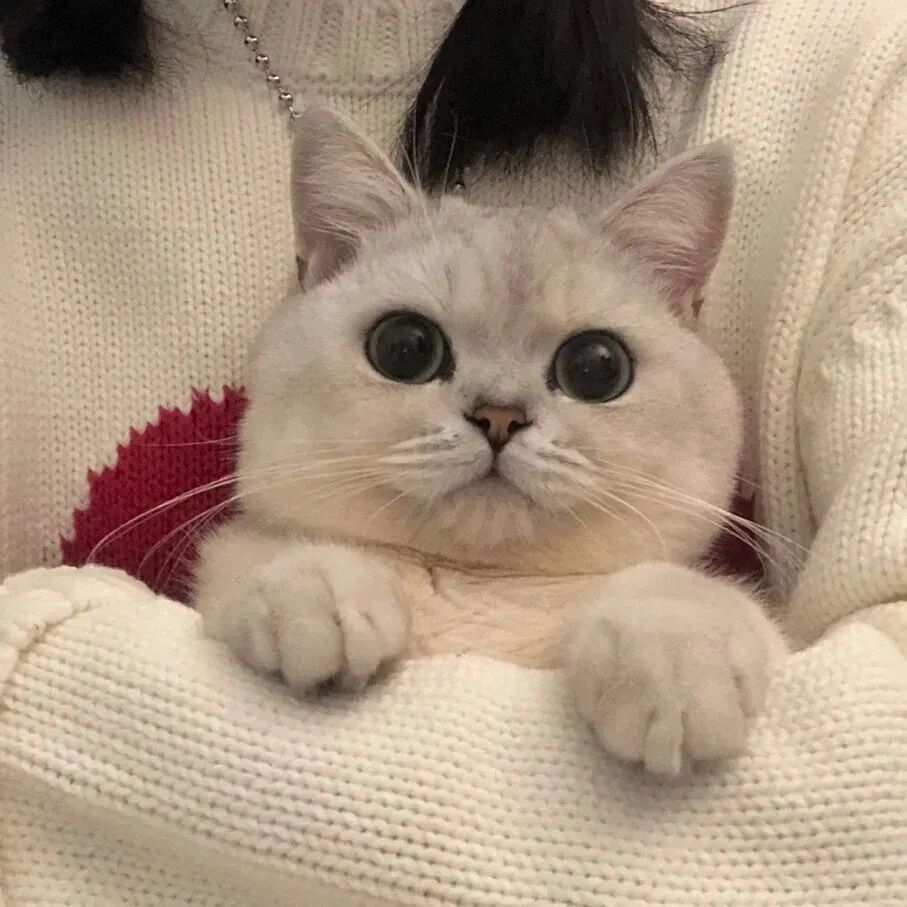 可爱猫咪二人闺蜜头像真人闺蜜头像
