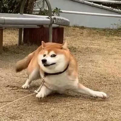 狗狗萌宠头像