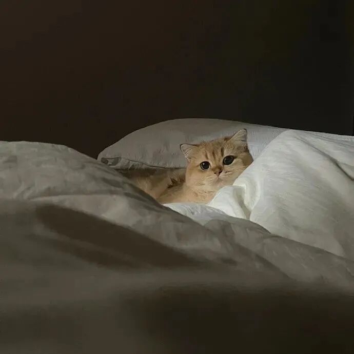 猫咪萌宠头像