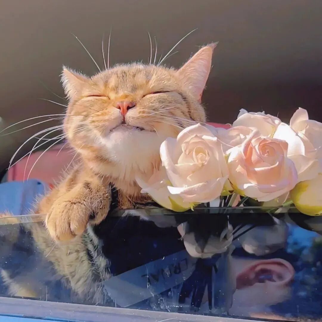 鲜花猫咪头像萌宠头像