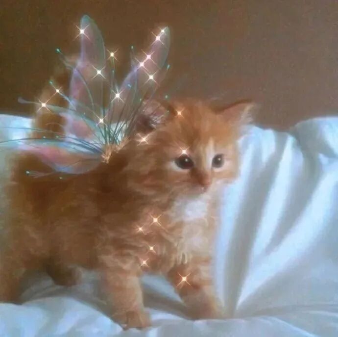 可爱唯美猫咪萌宠头像