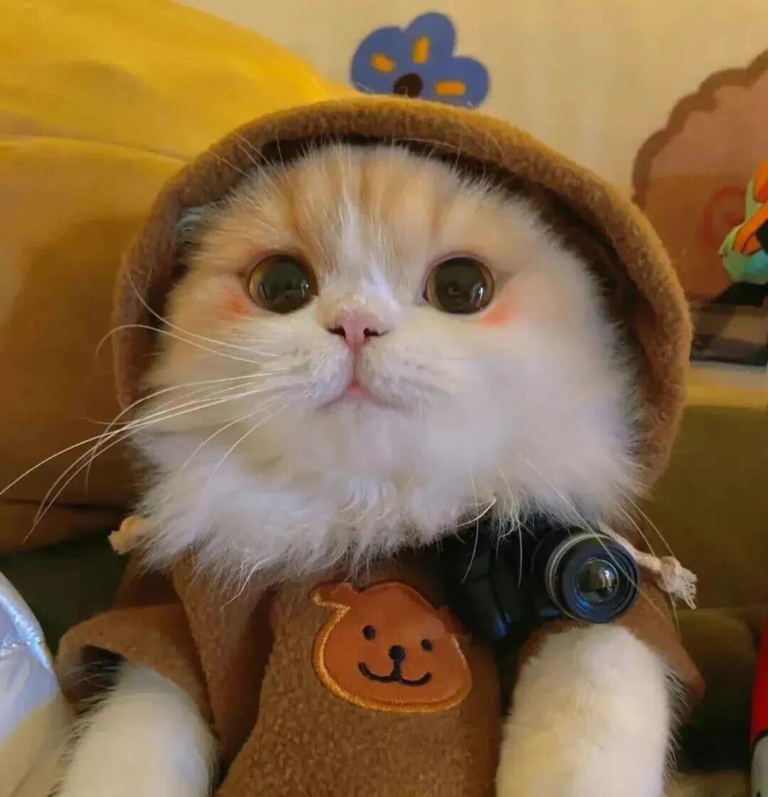 可爱猫咪萌宠头像
