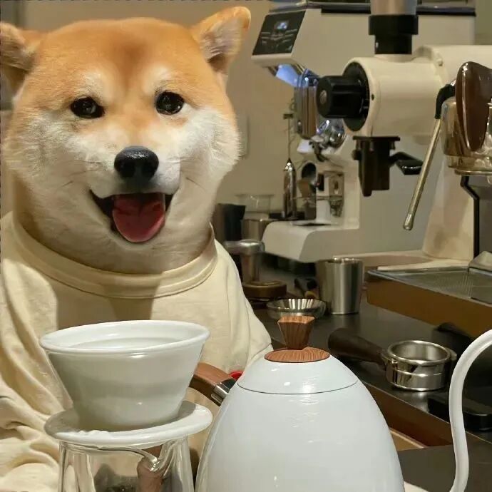 狗狗萌宠头像