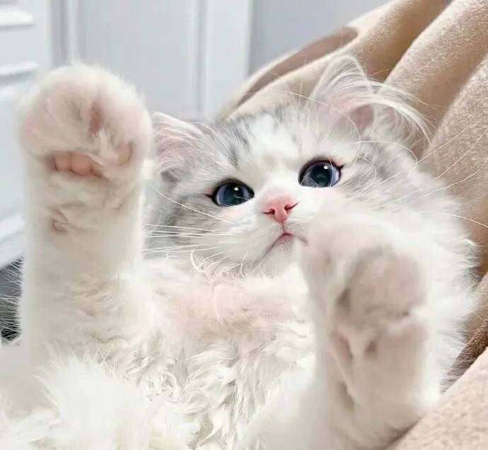 猫咪萌宠头像