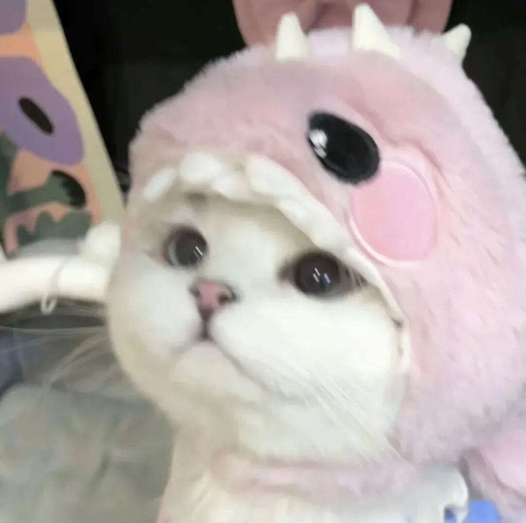 猫咪萌宠头像