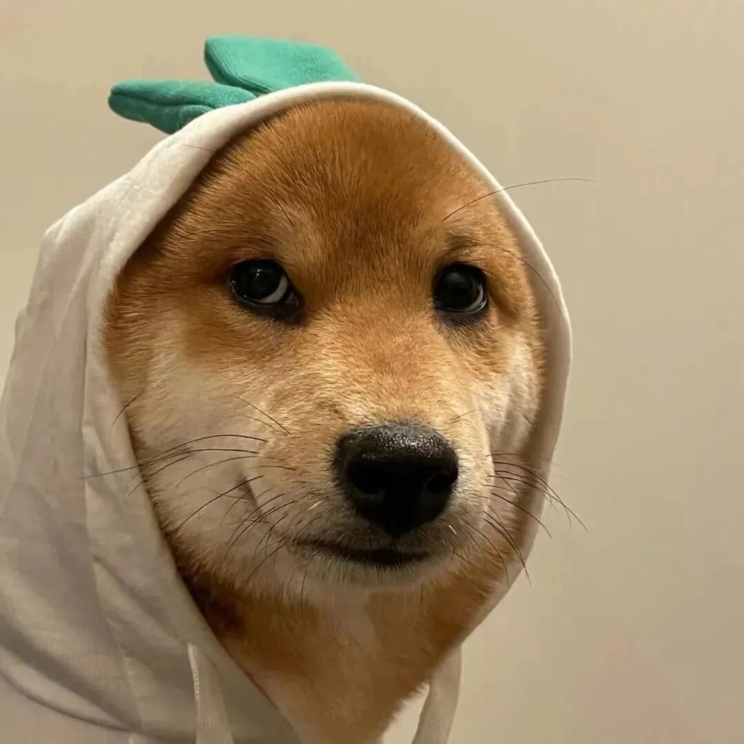 可爱狗狗萌宠头像
