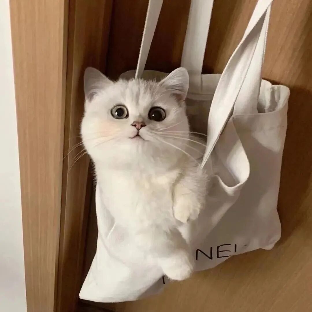 猫咪萌宠头像