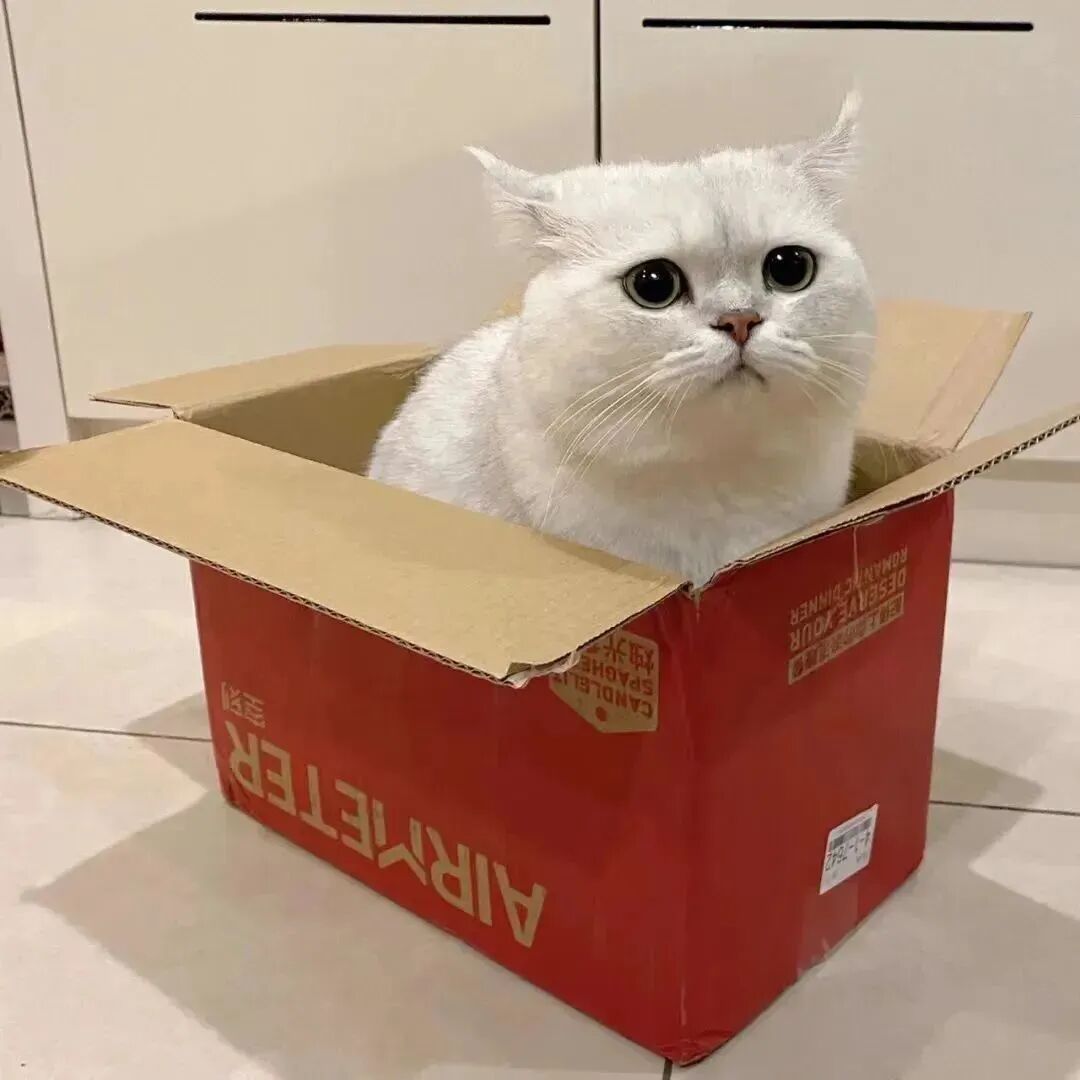 猫咪萌宠头像