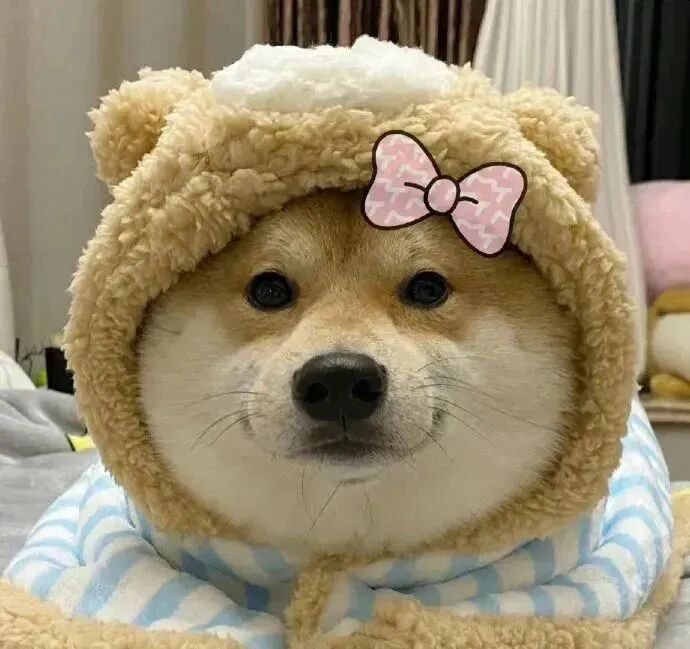 狗狗萌宠头像