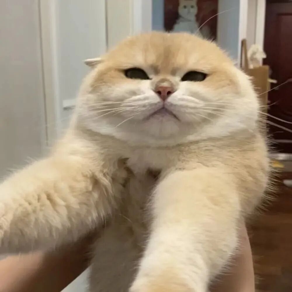 猫咪萌宠头像