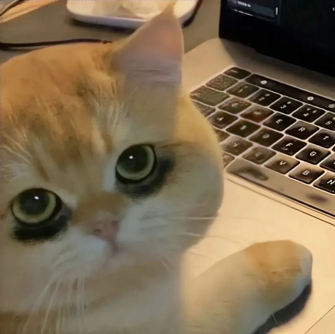 猫咪萌宠头像