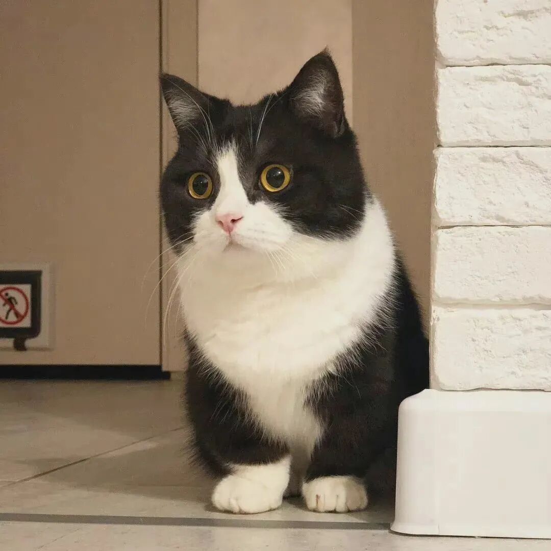 猫咪萌宠头像