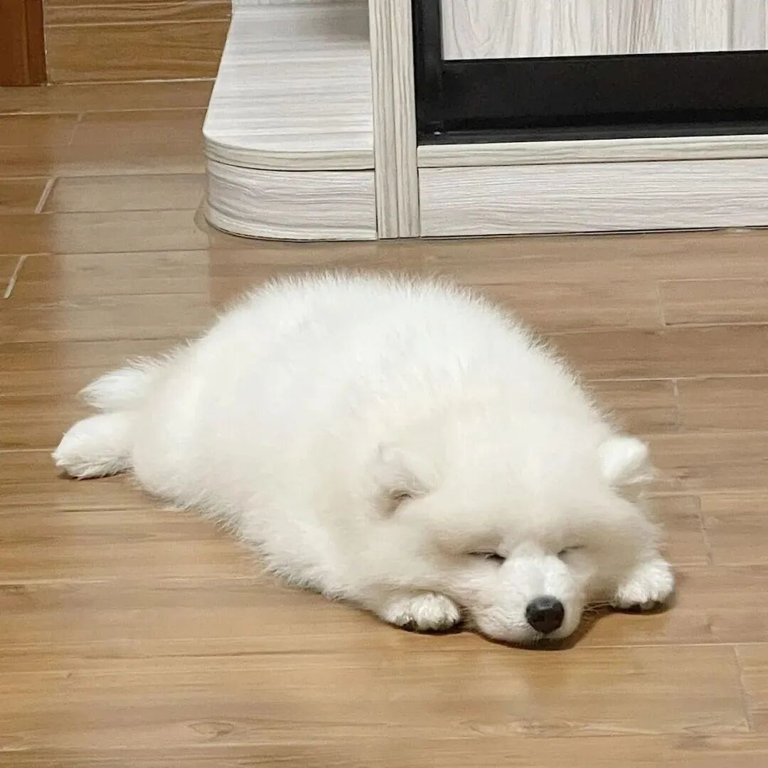 可爱狗狗萌宠头像