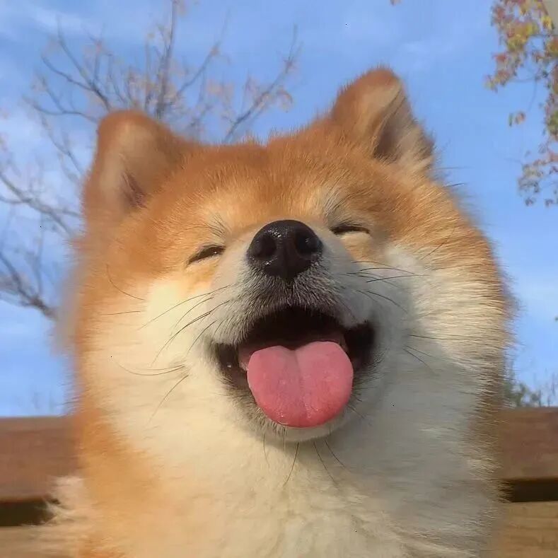狗狗萌宠头像