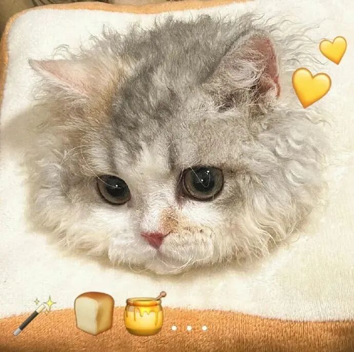 猫咪萌宠头像